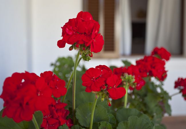Villa in Pollensa / Pollença - Can Seguinot Villa in Pollensa / Pollença - Can Seguinot
